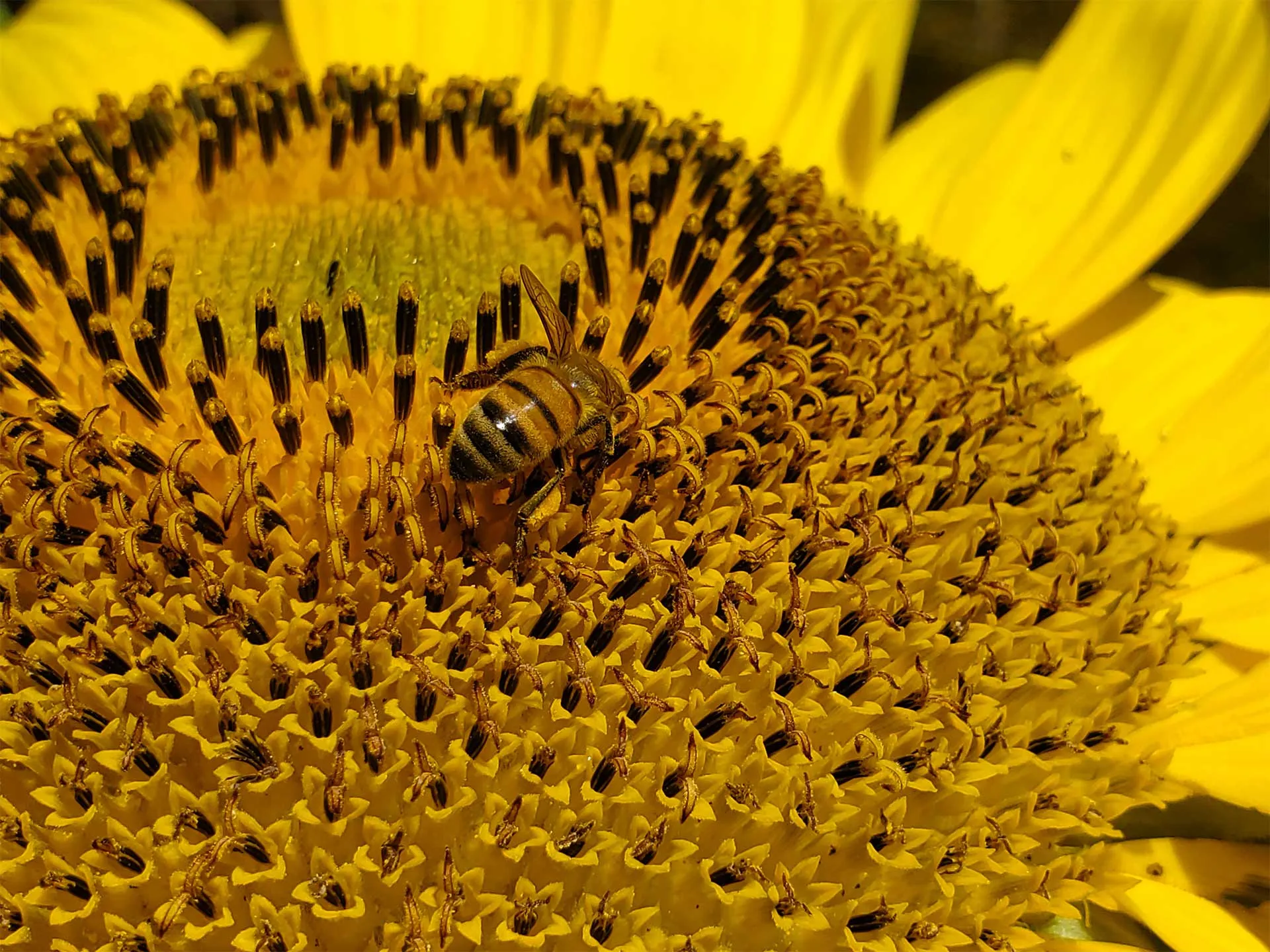 bee-and-sunflower